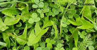 👉 Prečo je jesenná tráva riziková? Obsah cukrov – počas chladných jesenných dní, najmä keď sú teplé dni a chladné noci,...