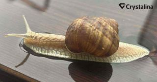 🐴✨ Máš pocit, že liečba tvojho koňa sa vlečie ako slimák a nič nezaberá? Skúšal si už všetko možné, ale sarkoidy sa stále...