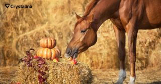 🧪 Minerálna rovnováha – tichý základ zdravia tvojho koňa. Nedostatok minerálov sa neprejaví hneď, ale skôr postupne. Medzi...