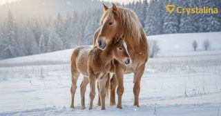 ⚠️ UPOZORNENIE: Výrazný nárast nákazy „hříběcí nemoc“ koní v ČR! Prosíme o zvýšenú pozornosť! V Českej republike bol v...